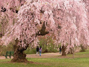 Newark cherry trees blooming