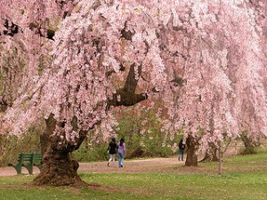 Cherry blossoms on main campus