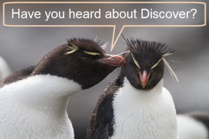 One penguin asks another, "Have you heard about Discover?"