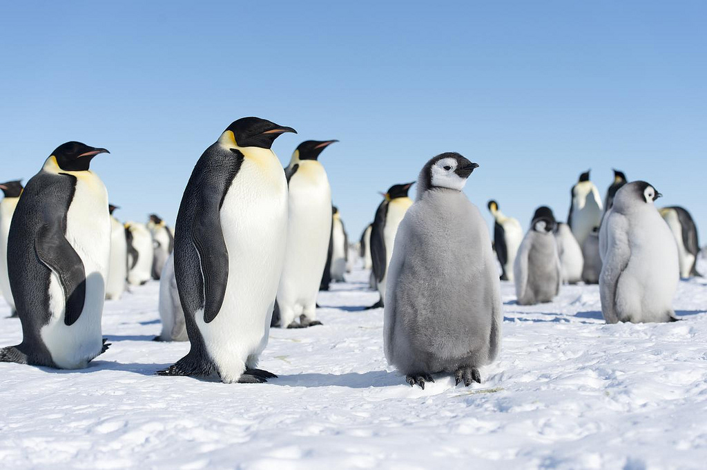 penguins standing on snow