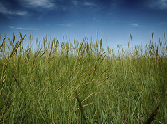 field of grass