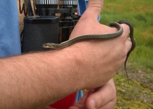 student holding a garter snake