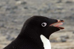 Neither a giant penguin nor Oswald, but an Adelie penguin instead