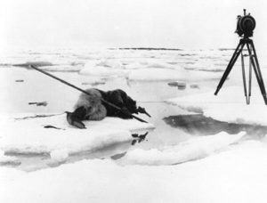 Photo of Nanook as he lays on the ice hunting for food under the iceflow. A camera on a tripod stands nearby.