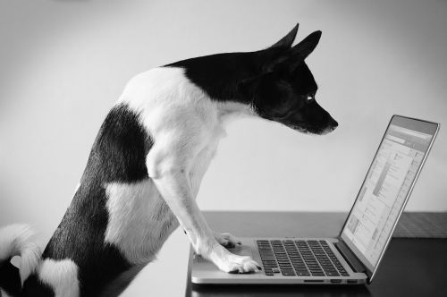small dog looking at laptop screen at a desk, public domain image