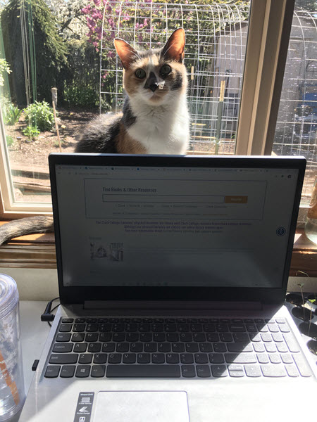Beth's calico cat, Alice, sits behind a laptop in a sunny window with a view of the garden outside.