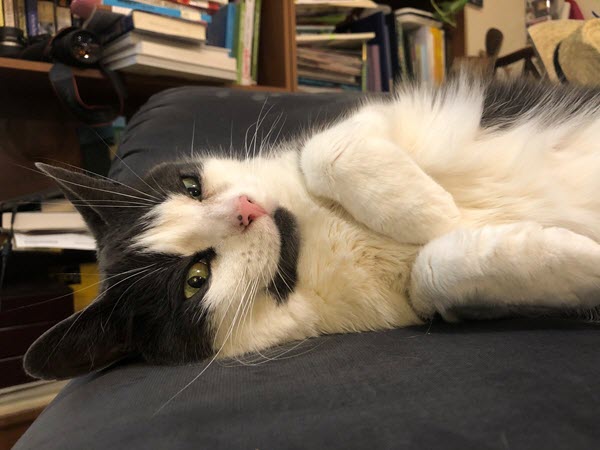 A long-haired cat with dark gray ears, temples, and a spot on her chin and the rest of her is white. She is laying on her back with her front paws tucked in.