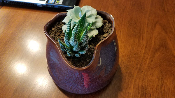 Two succulents in a purple pot sits next to a laptop on a desk