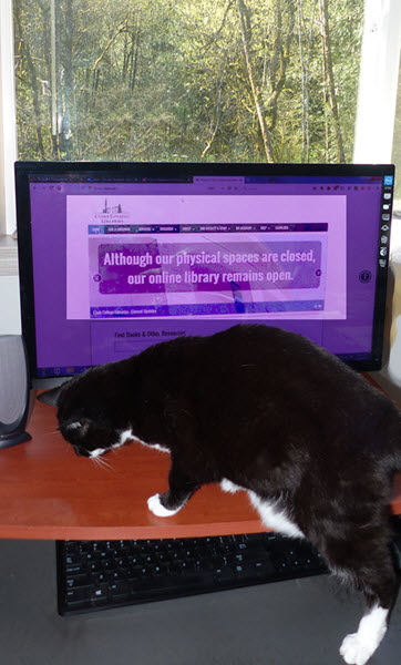 A black and white tuxedo cat sniffs the desk in front of a computer with the library's website. Lots of sunny trees fill the window behind the computer.