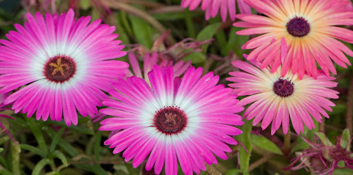 Pink flowers