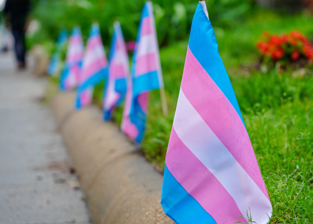 A row of trans pride flags along a curb.