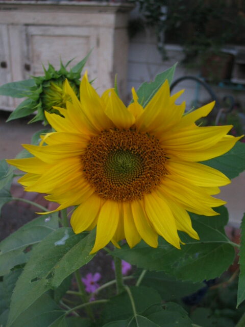 Black Oil Sunflower