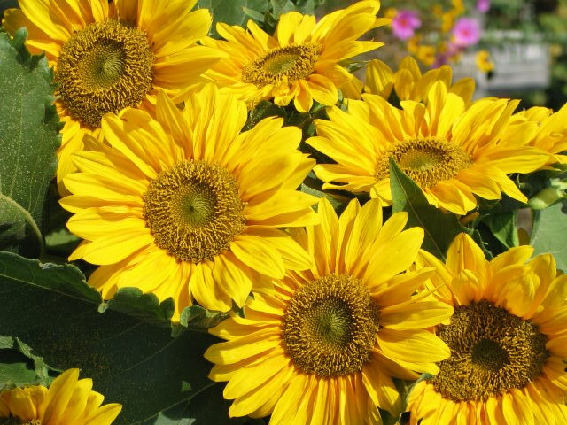 Photo of a sunflower bouquet