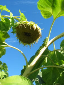 Titan Sunflower