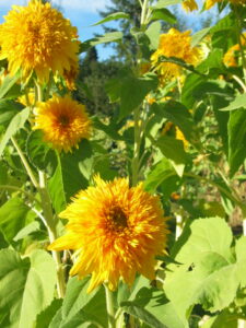 Starburst Sunflower