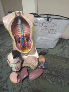 A disassembled medical mannequin including lungs, intestine, head, and stomach, in front of a check-out bag that says Ernie