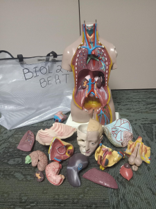 A disassembled medical mannequin including genitalia, head, intestines, liver, lungs, stomach, and check out bag that says Bert.